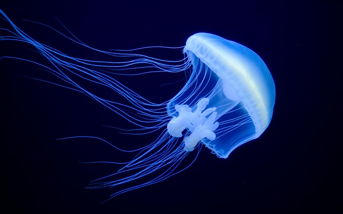 Translucent box jellyfish with trailing tentacles in dark blue water