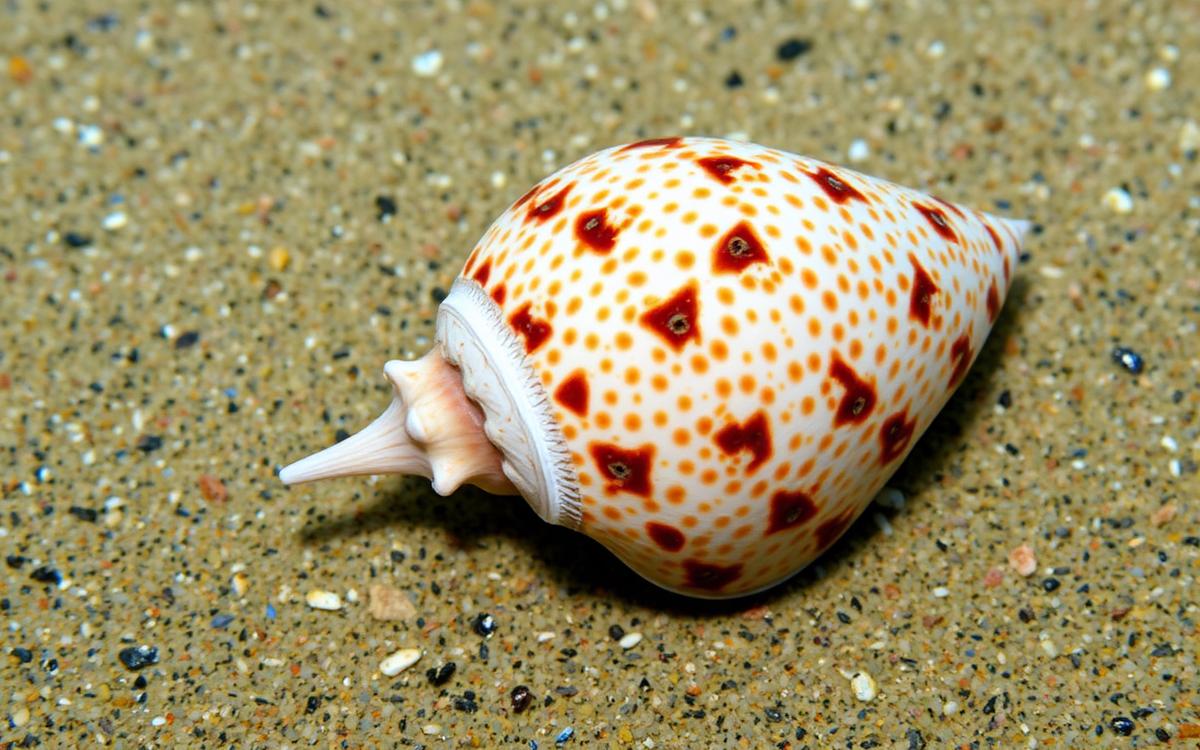 Patterned marine snail shell resting on sand near a reef