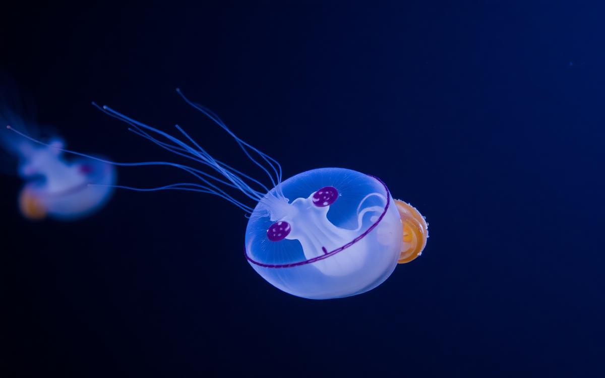 Small, nearly transparent jellyfish drifting in clear ocean water