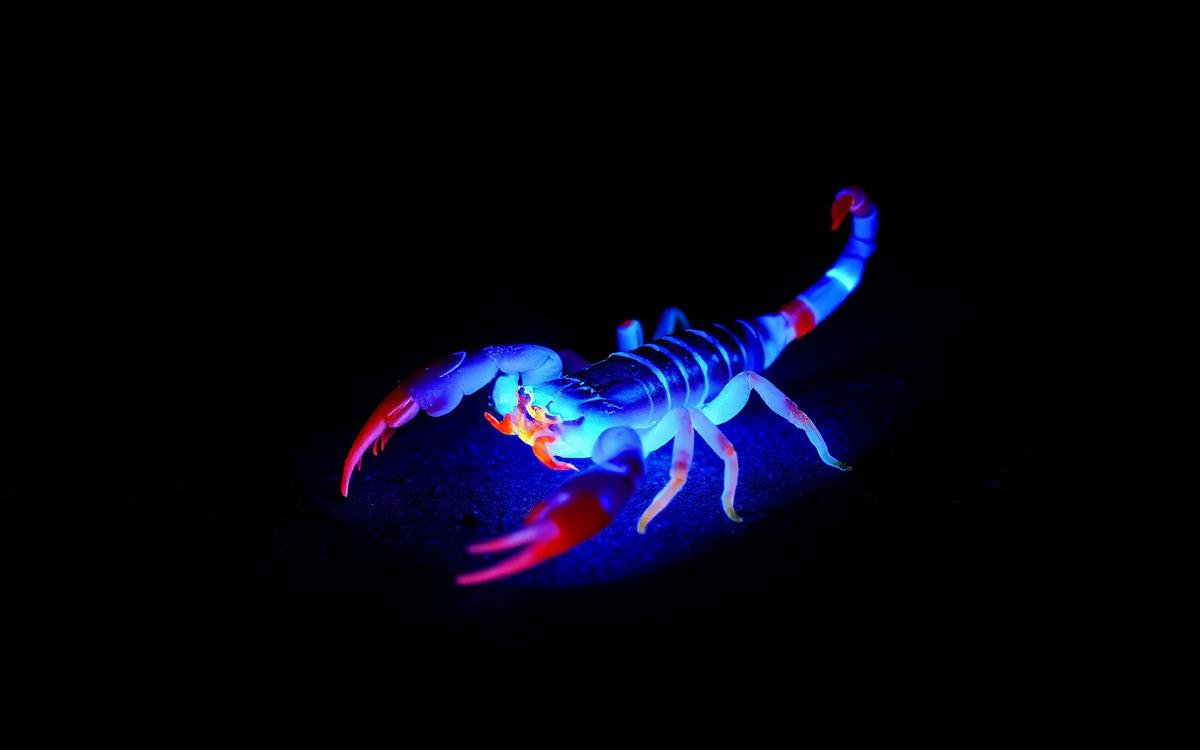 Scorpion illuminated under ultraviolet blacklight glowing blue-green